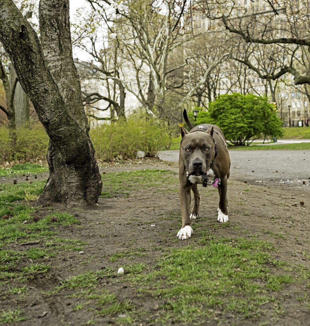 central-park-dog-walkers’-dispute-results-in-man-stabbing-a-pit-bull-to-death