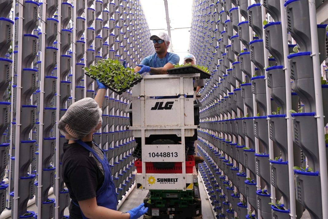 walmart-and-kroger-are-betting-on-a-bankruptcy-hit-indoor-farming-industry-that-many-consider-unsustainable